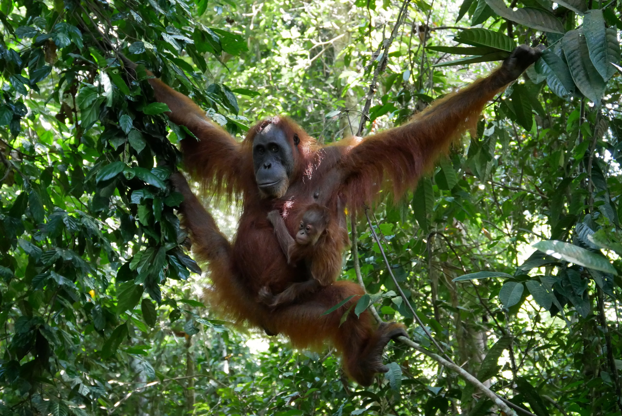 Read more about the article Sumatra Dschungel-Trekking: Bukit Lawang vs. Ketambe