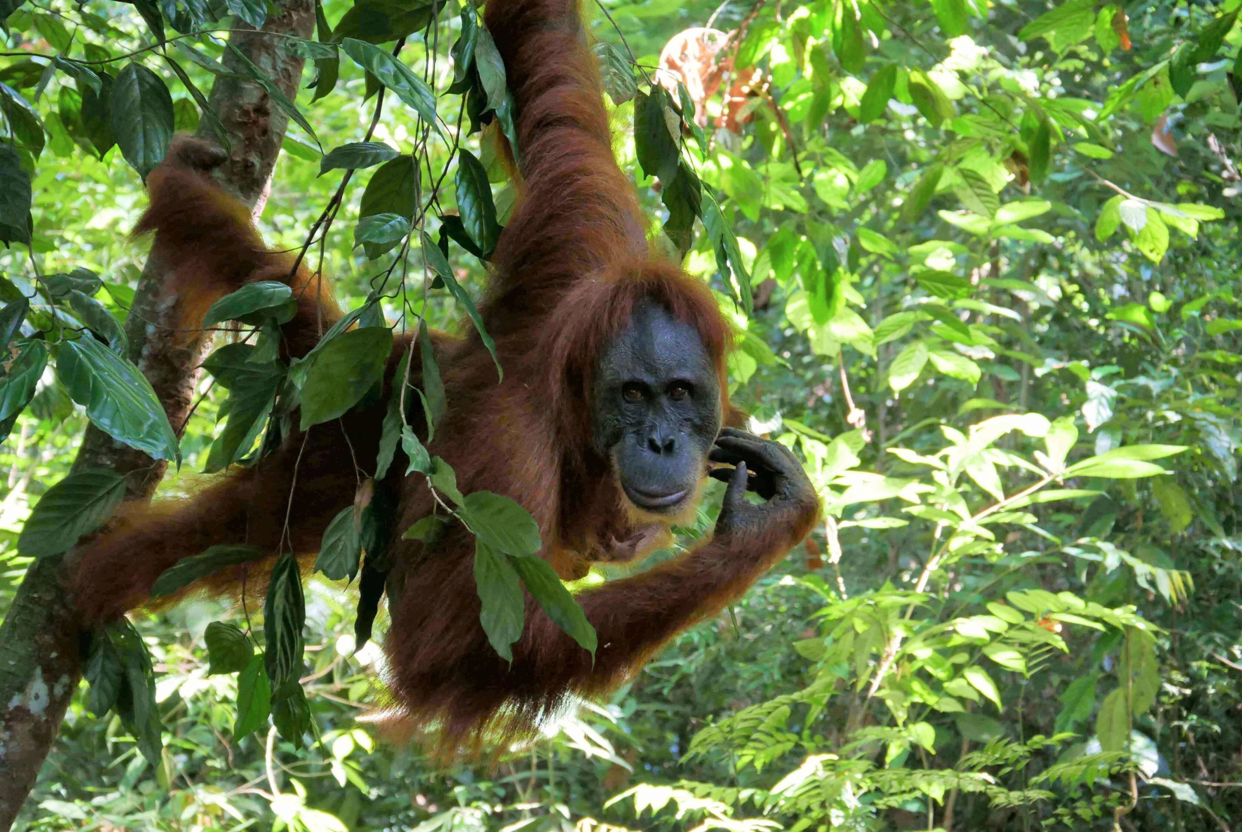 Read more about the article Backpacking Sumatra: Hilfreiche Infos für dein großartiges Abenteuer